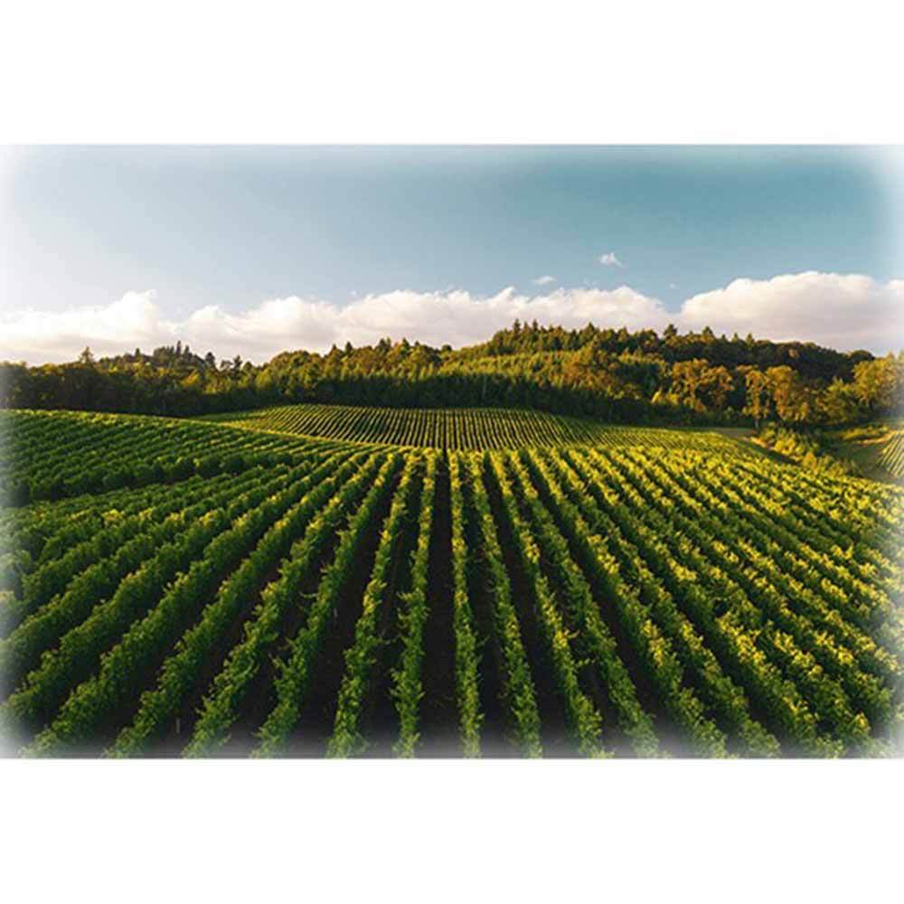 Enchanting Through the Vine - Vineyard Hoffman Spectrum Digital Print Panel (30 x 43)