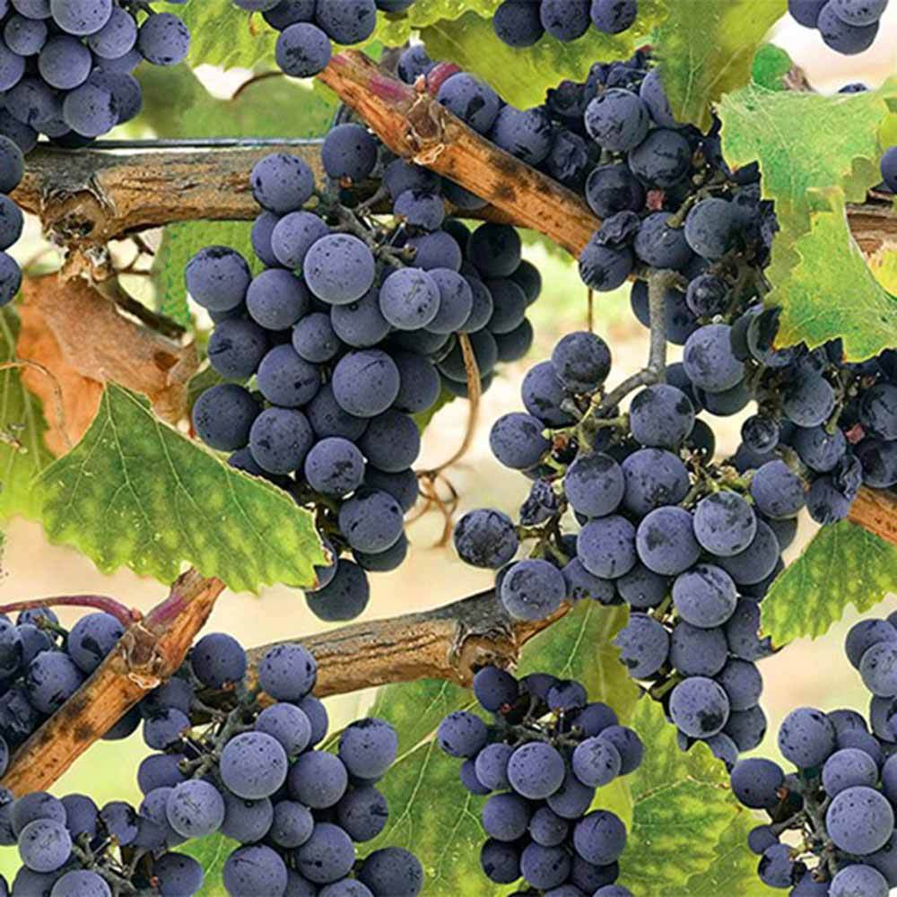 Hoffman's Through The Vine Digital Print: All - Over Grapes for Endless Yardage Fun